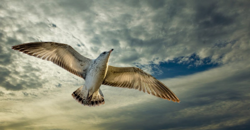 A new study about seabirds and offshore wind turbines may surprise you