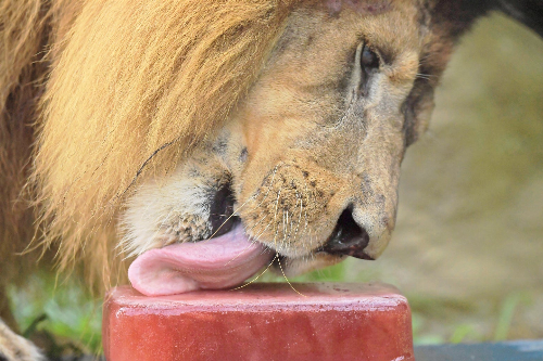 All Summer, I Make Ice Pops out of Horse Blood