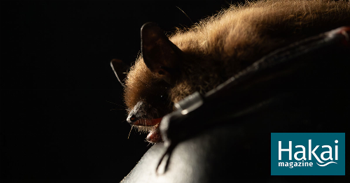 Bats of the Midnight Sun