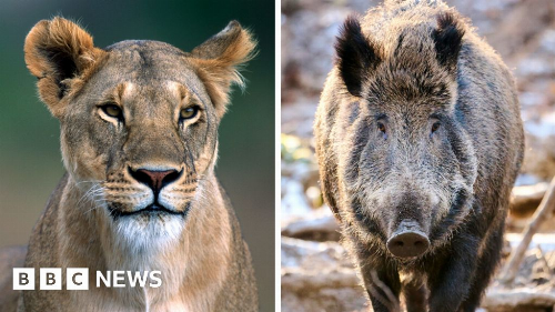 Berlin 'lion': Wild animal probably a boar, authorities say