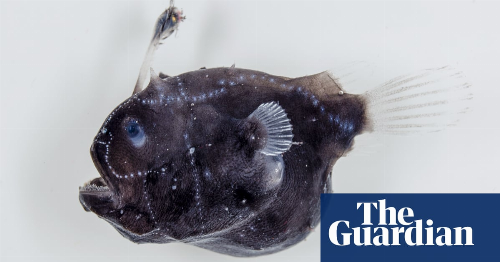 Discovered in the deep: the anglerfish with vampire-like sex lives