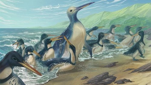Fossils of a 340-Pound Giant Penguin Found in New Zealand