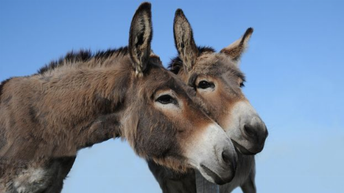 How donkeys changed the course of human history