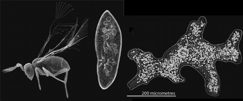 How tiny wasps cope with being smaller than amoebas