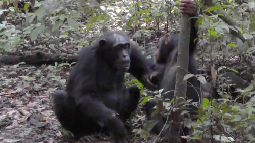 Humans Retain ‘Ancestral’ Understanding of Ape Gestures, Study Says