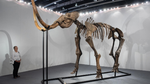 Meatball from extinct mammoth unveiled by food tech firm