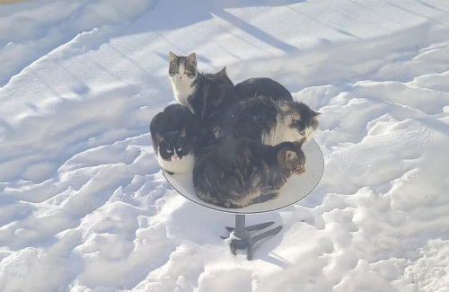 Outdoor Cats Are Using $500 Starlink Satellite Dishes as Self-Heating Beds