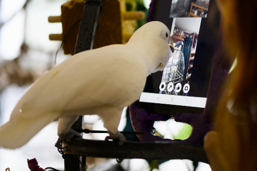 Parrots learn to make video calls to chat with other parrots, then develop friendships, Northeastern University researchers say