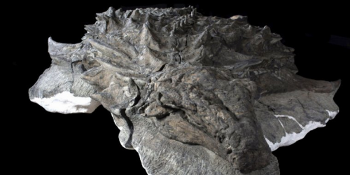 Researchers look a dinosaur in its remarkably preserved face