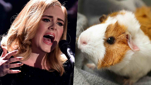 Scientists just made guinea pigs listen to Adele for seven days… and the results are both surprising and worrying