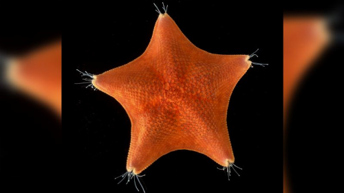 Starfish bodies aren’t bodies at all, study finds