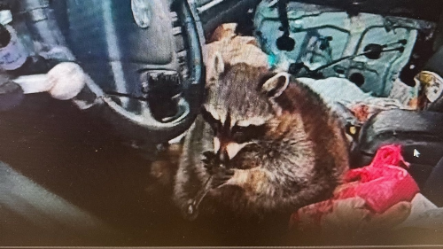 Story woman arrested after raccoon named chewy found meth