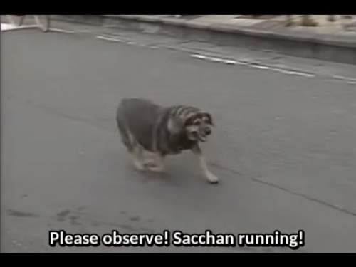 The Legend of Sacchan The Fat Dog